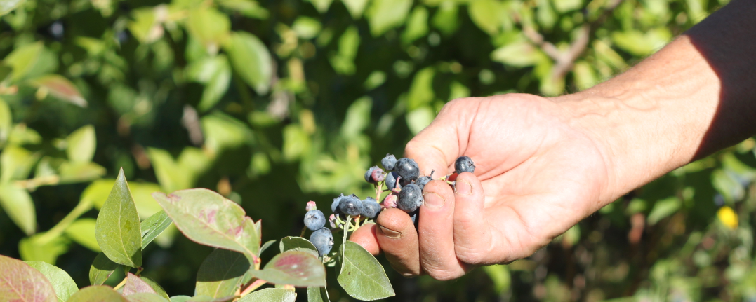 Berries