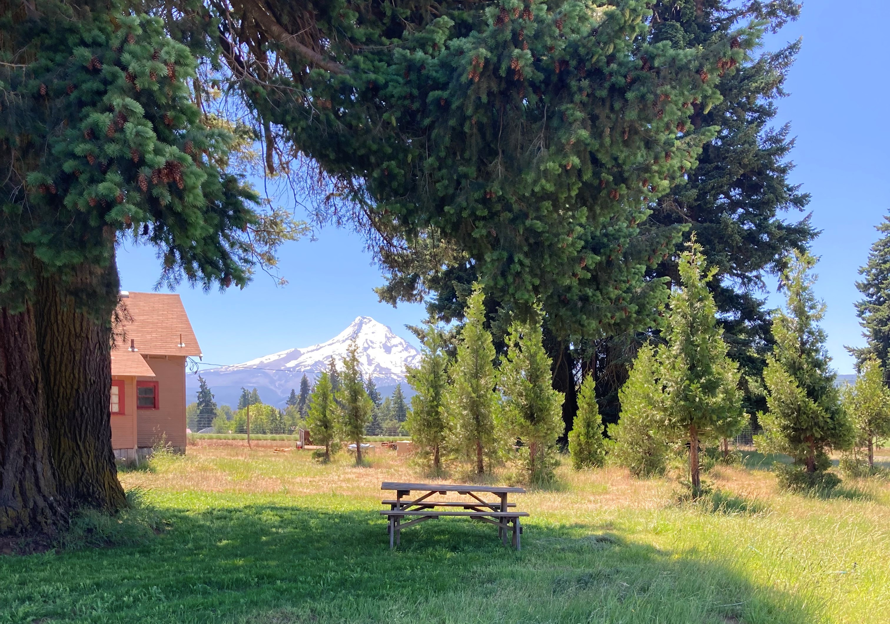 Picnic
